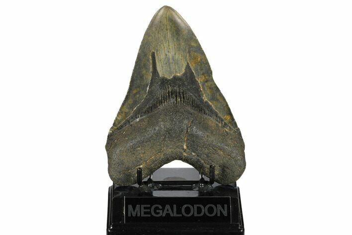 Huge, Fossil Megalodon Tooth - North Carolina #172575